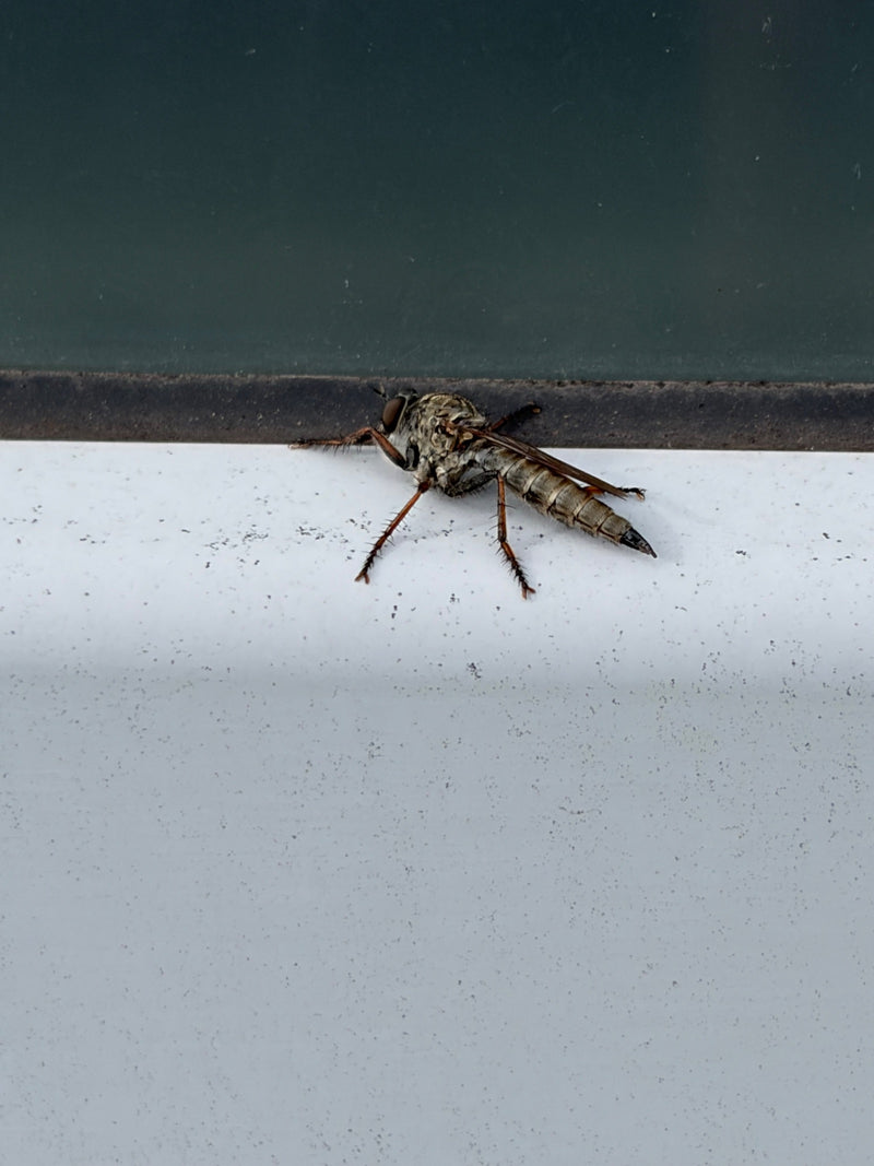 Raubfliege — Bild 4 von 11