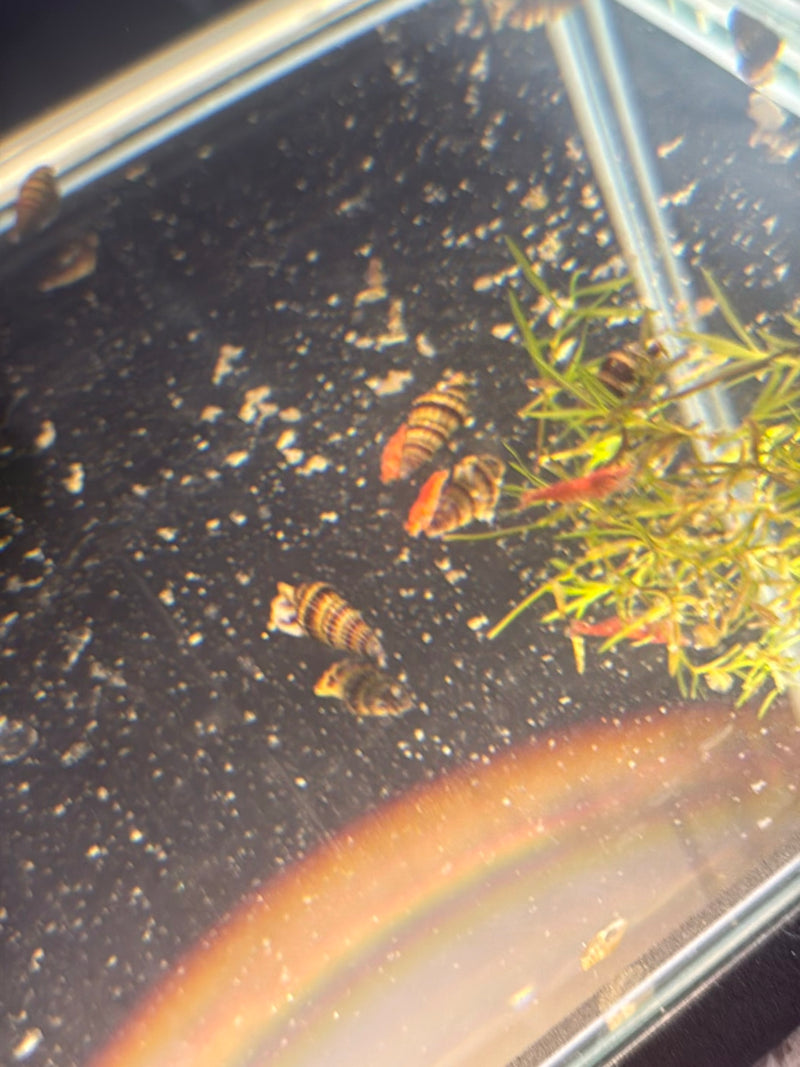 Raubschnecke — Bild 2 von 2