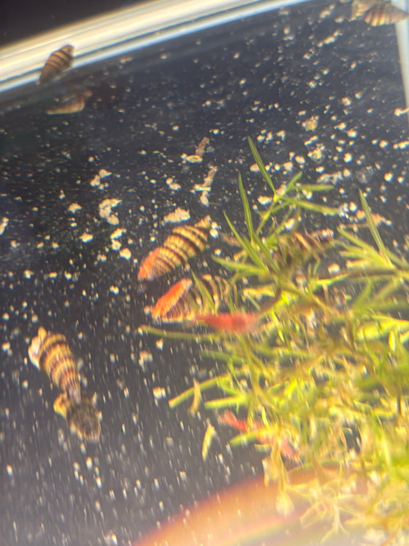 Raubschnecke — Bild 1 von 2