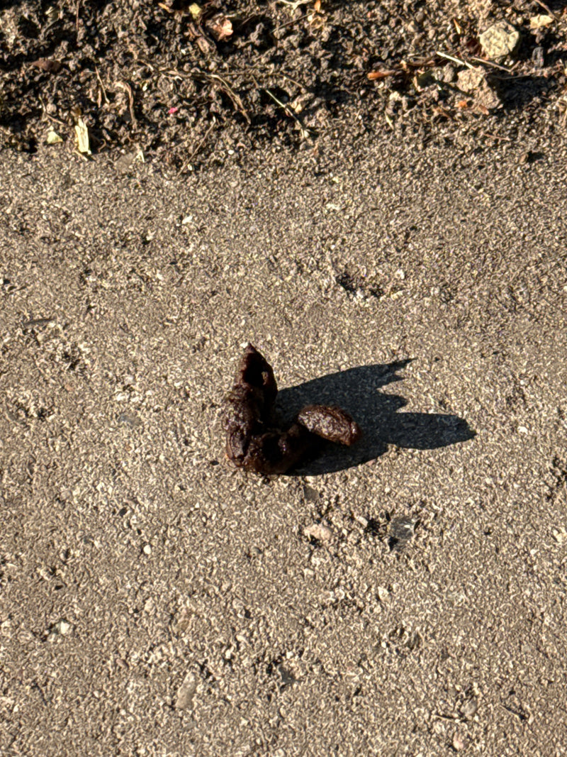 Raubtiere — Bild 1 von 1