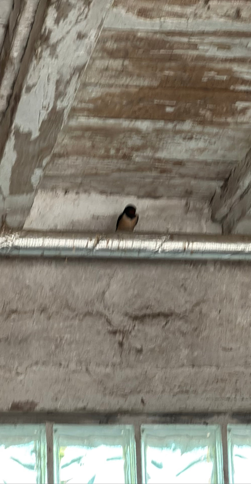 Eine Rauchschwalbe sitzt auf einer Kante im Innenbereich unter einer hellen Holzdecke. Der Vogel ist aus großer Entfernung zu sehen.