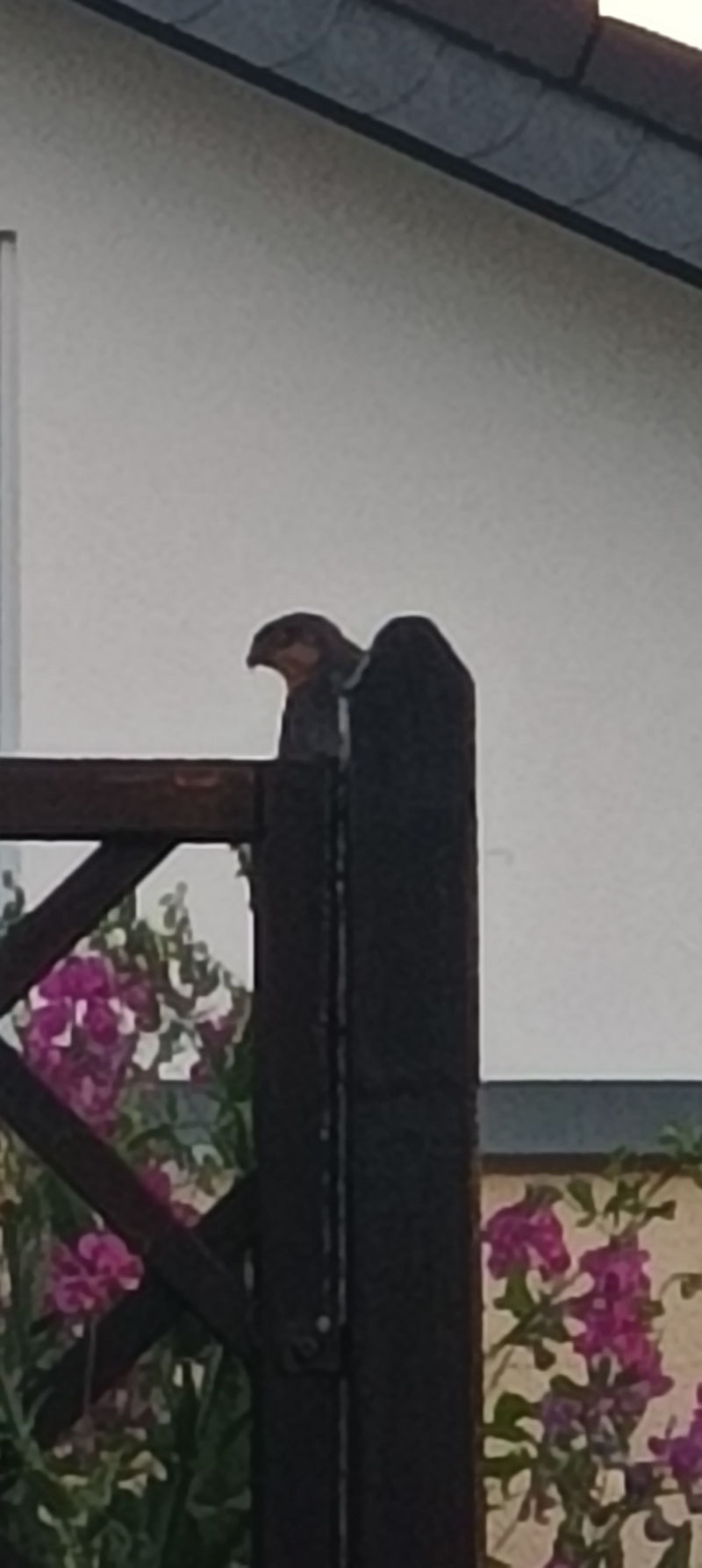 Eine Rauchschwalbe sitzt auf einem hölzernen Zaunpfahl vor einer hellen Hauswand. Im Hintergrund sind rosa Blüten zu erkennen.