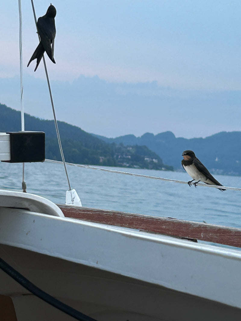 Zwei Rauchschwalben sitzen auf den Seilen eines Segelbootes. Im Hintergrund ist ein Gewässer mit bewaldeten Hügeln zu sehen.