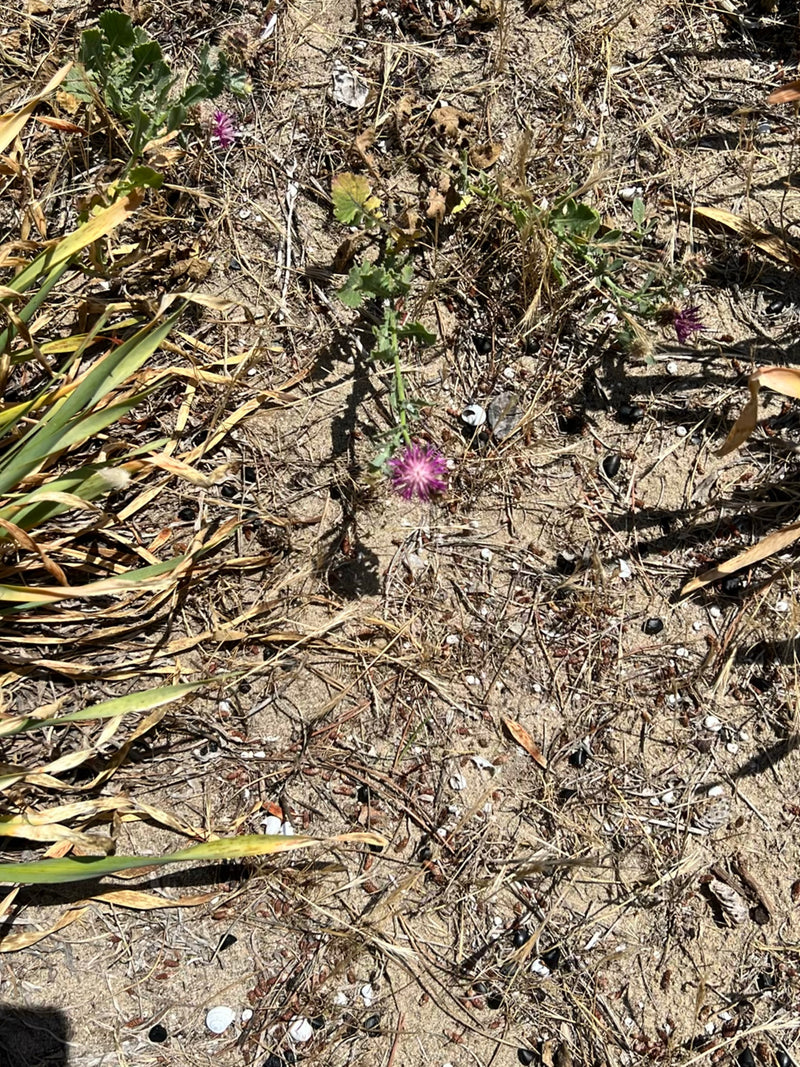 Rauhe Flockenblume — Bild 1 von 18