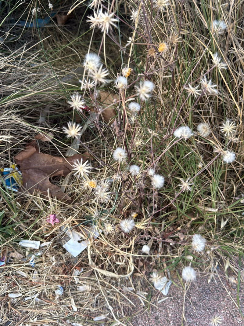 Rauhe Flockenblume — Bild 4 von 18