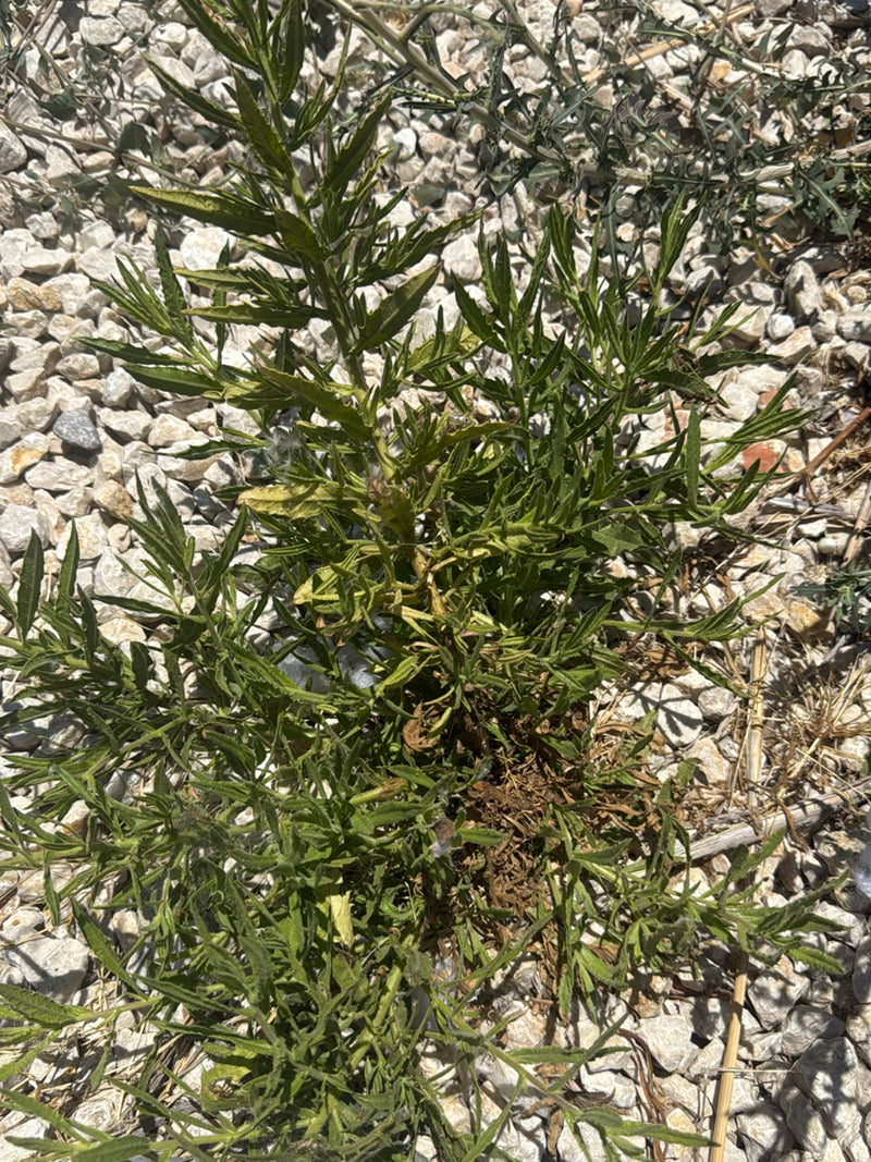 Rauhe Flockenblume — Bild 3 von 18