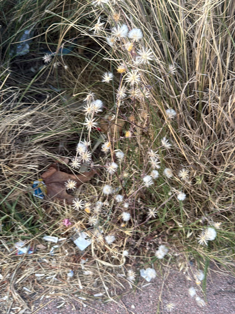 Rauhe Flockenblume — Bild 5 von 18
