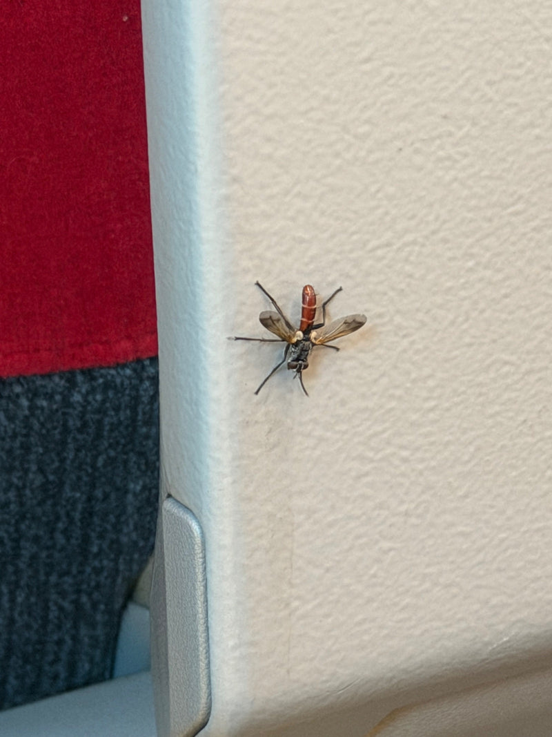 Raupenfliege (Gattung Cylindromyia) — Bild 1 von 11