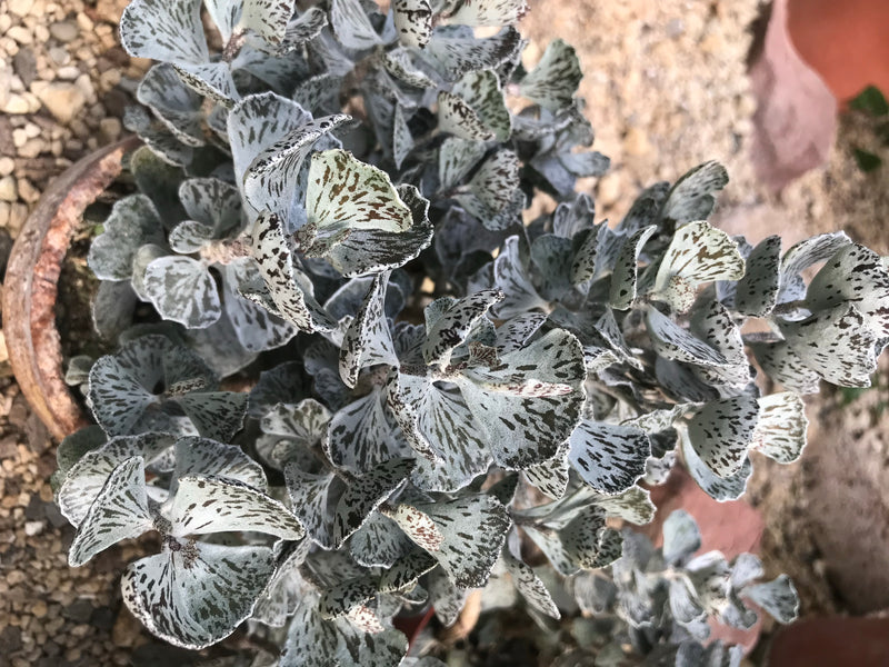 Rauten-Kalanchoe — Bild 2 von 2