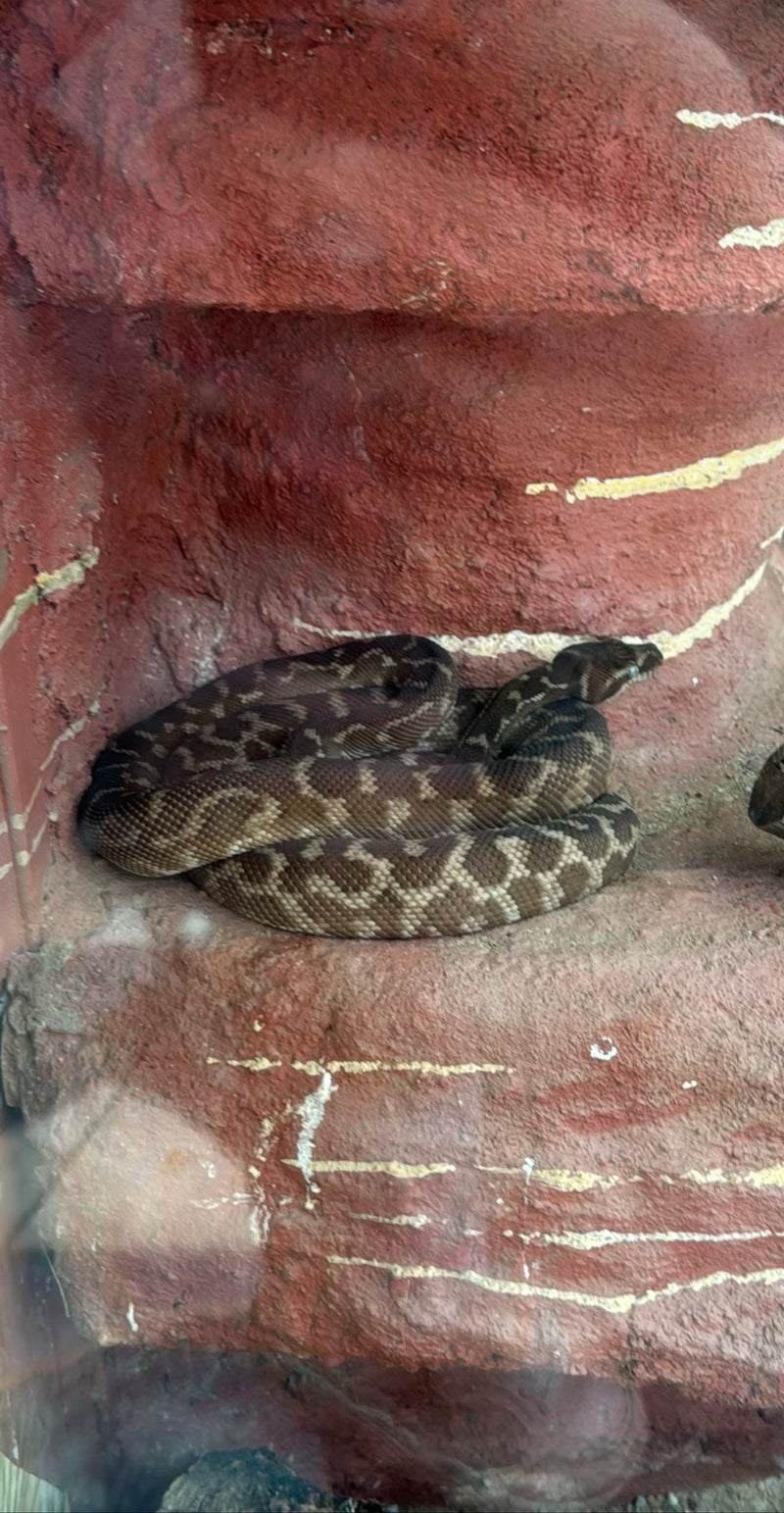 Eine Rautenpython liegt zusammengerollt auf einem roten, felsigen Untergrund. Das typische Rautenmuster auf den Schuppen ist gut zu erkennen.