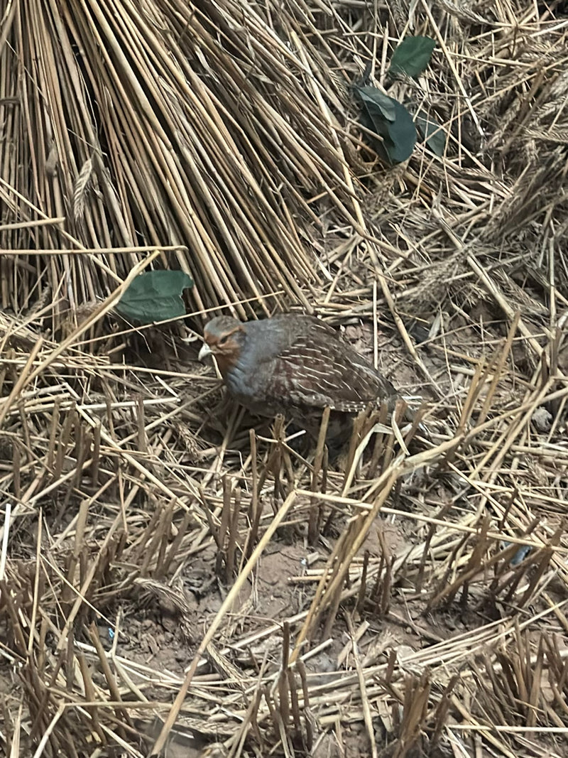 Ein Rebhuhn steht auf einem abgeernteten Getreidefeld zwischen Stroh und Stoppeln. Der Vogel ist gut getarnt in seiner natürlichen Umgebung.