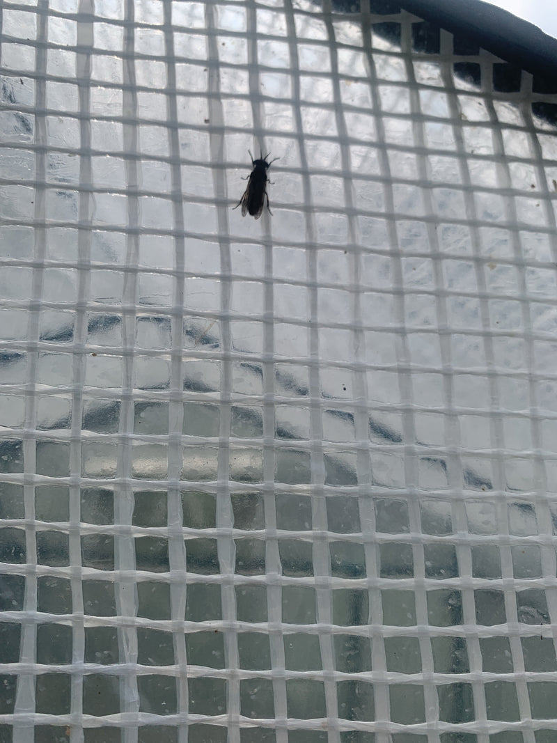 Eine Regenbremse sitzt auf einem hellen Gewächshausnetz. Das Insektenexemplar ist gut erkennbar.