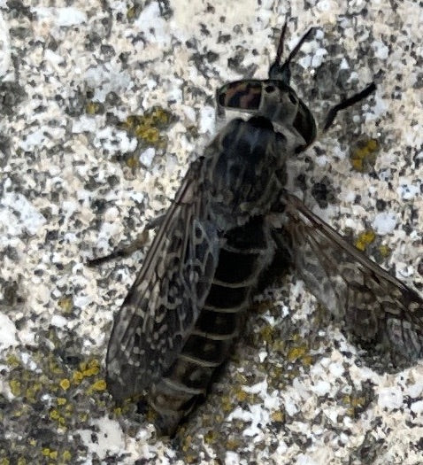 Auf dem Bild ist eine Regenbremse (Haematopota pluvialis) zu sehen, die auf einer hellen, strukturierten Wand sitzt. Ihre charakteristischen, gemusterten Flü...