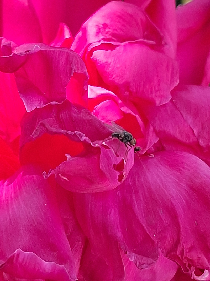 Auf den pinken Blütenblättern einer Rose sitzt eine Regenfliege und ruht sich aus.
