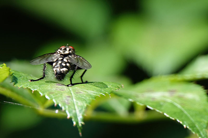Eine Regenfliege sitzt auf einem grünen Blatt. Die Aufnahme zeigt das Insekt von hinten mit Blick auf den gemusterten Thorax und die Flügel.