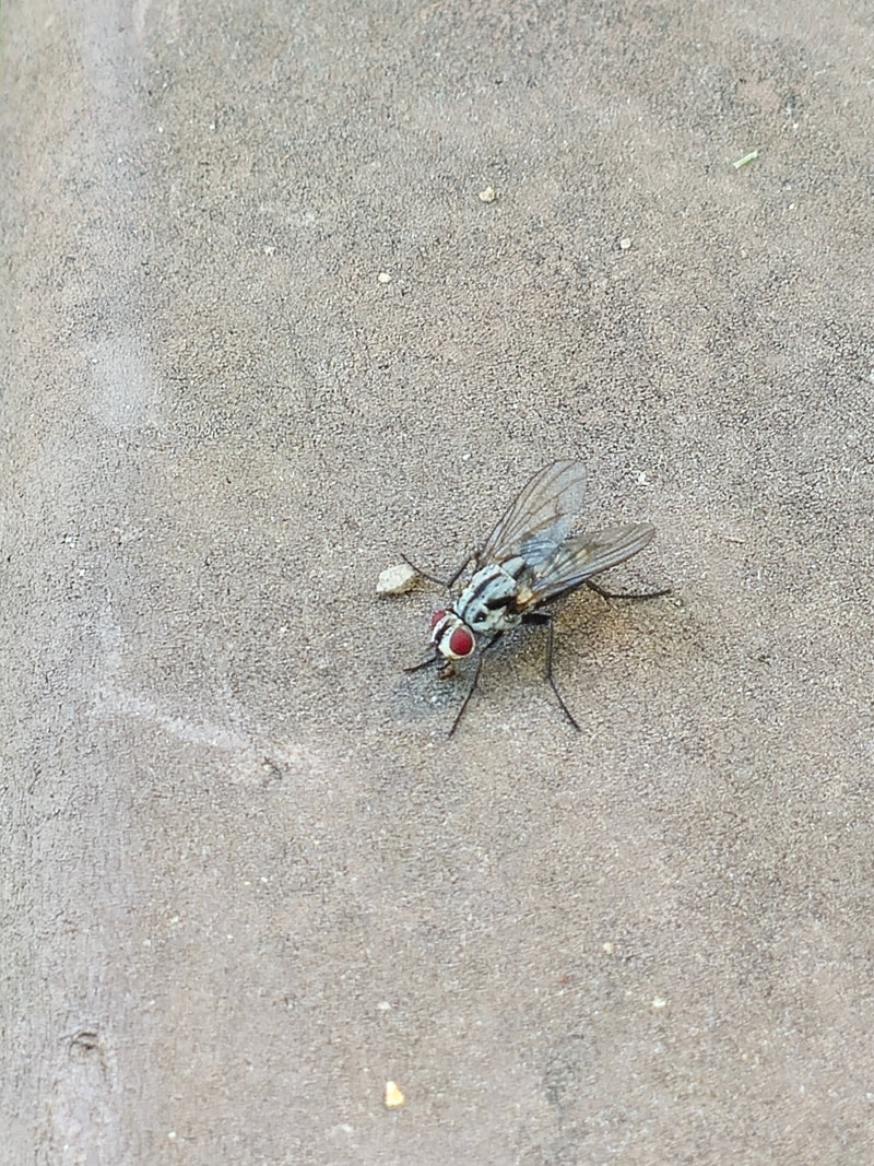 Auf dem Bild ist eine Regenfliege (Anthomyia pluvialis) zu sehen, die auf einem hellen, rauen Untergrund sitzt. Das Insekt zeigt seine charakteristische Zeic...