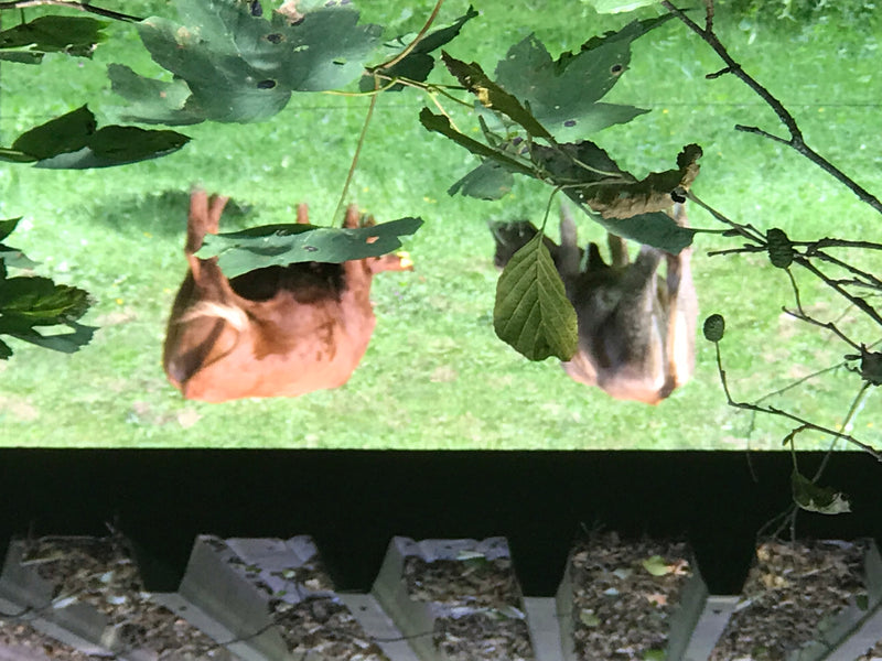 Zwei Rehe stehen auf einer Wiese und sind aus der Vogelperspektive durch grüne Blätter hindurch zu erkennen.