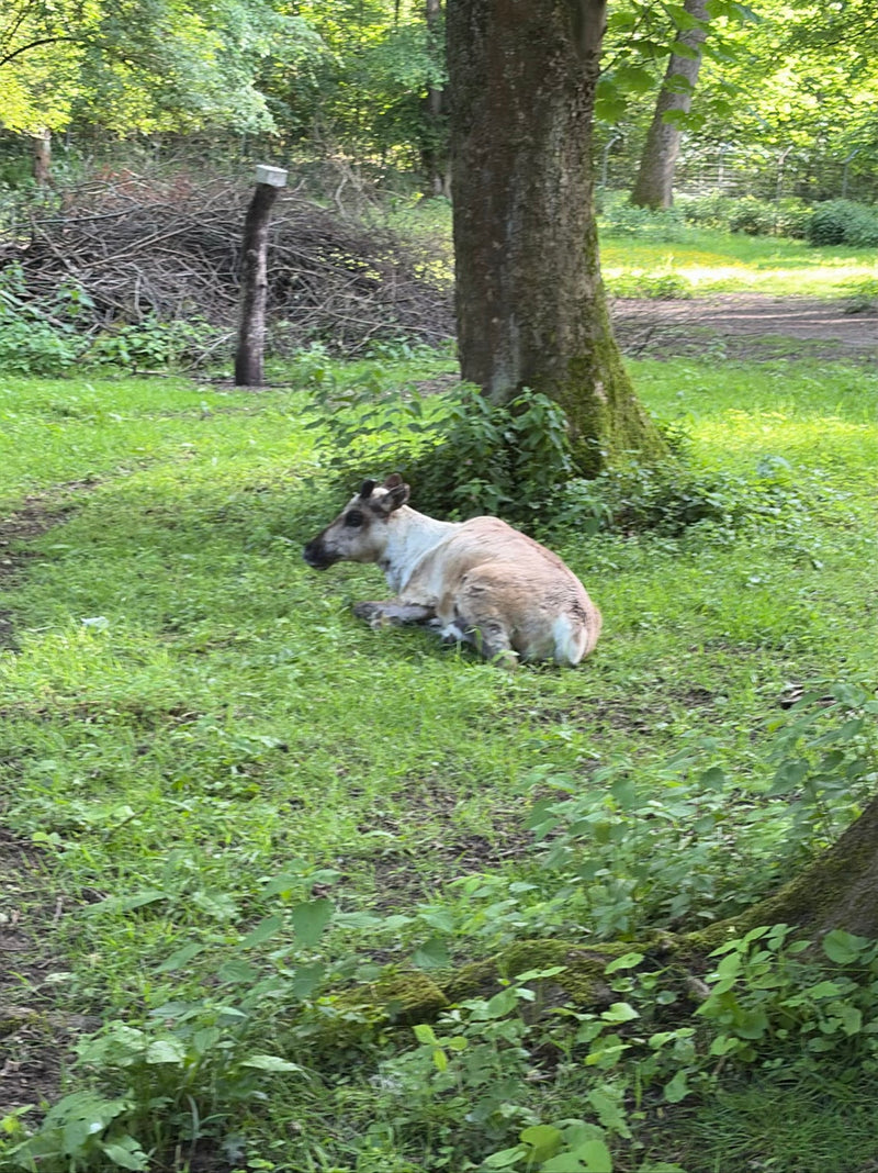 Ein Rentier liegt auf einer grünen Wiese im Schatten von Bäumen. Das Tier ruht sich im Gras aus.