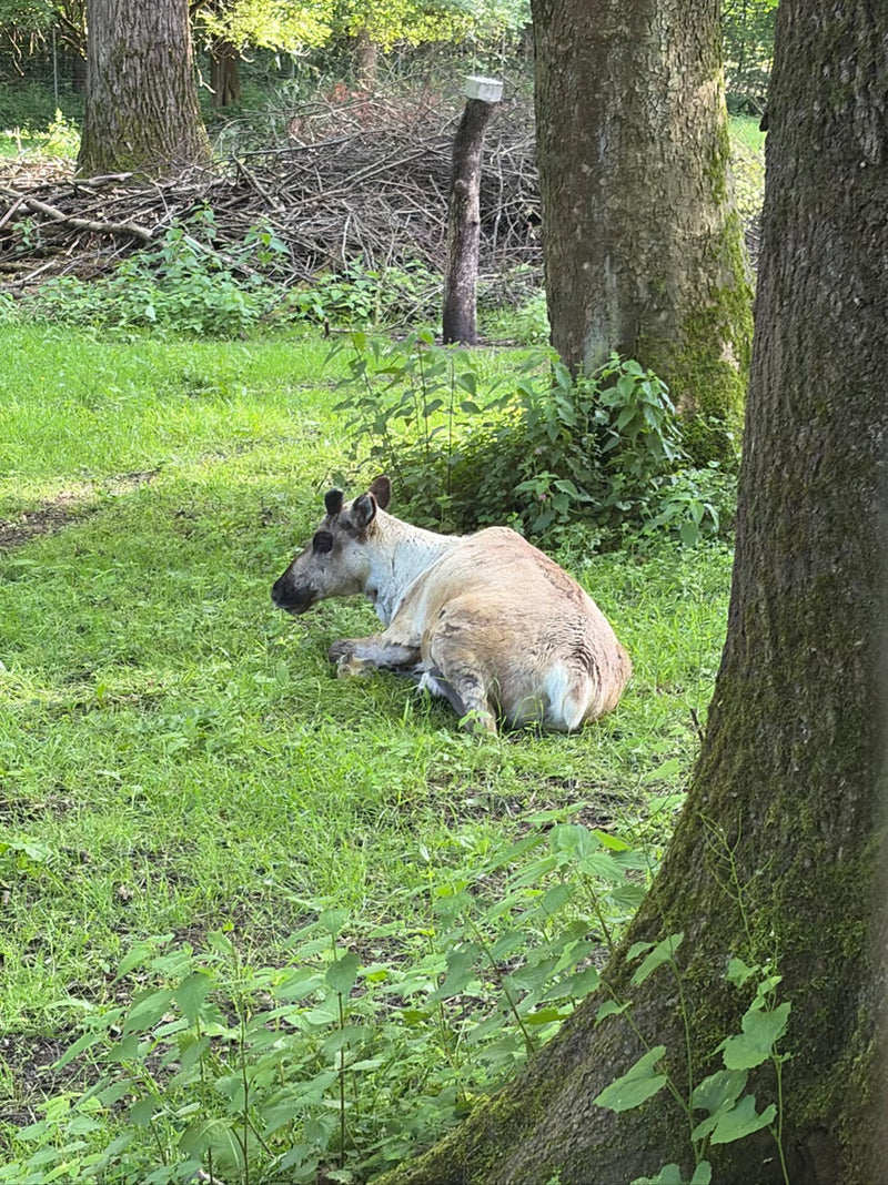 Ein Rentier liegt im hohen Gras auf einer Waldlichtung. Im Hintergrund sind Bäume und Unterholz zu sehen.