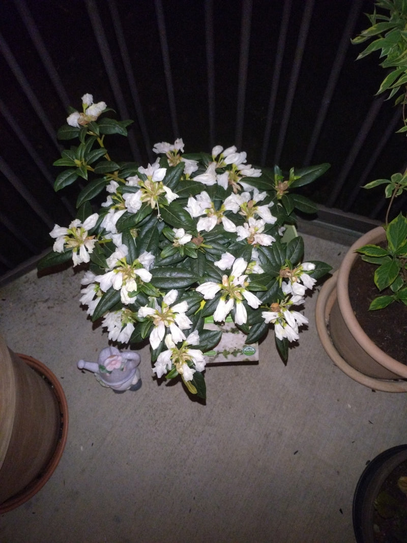 Rhododendren sind beliebte Ziersträucher, die für ihre auffälligen Blüten bekannt sind. Sie bevorzugen saure, humose Böden und halbschattige Standorte.