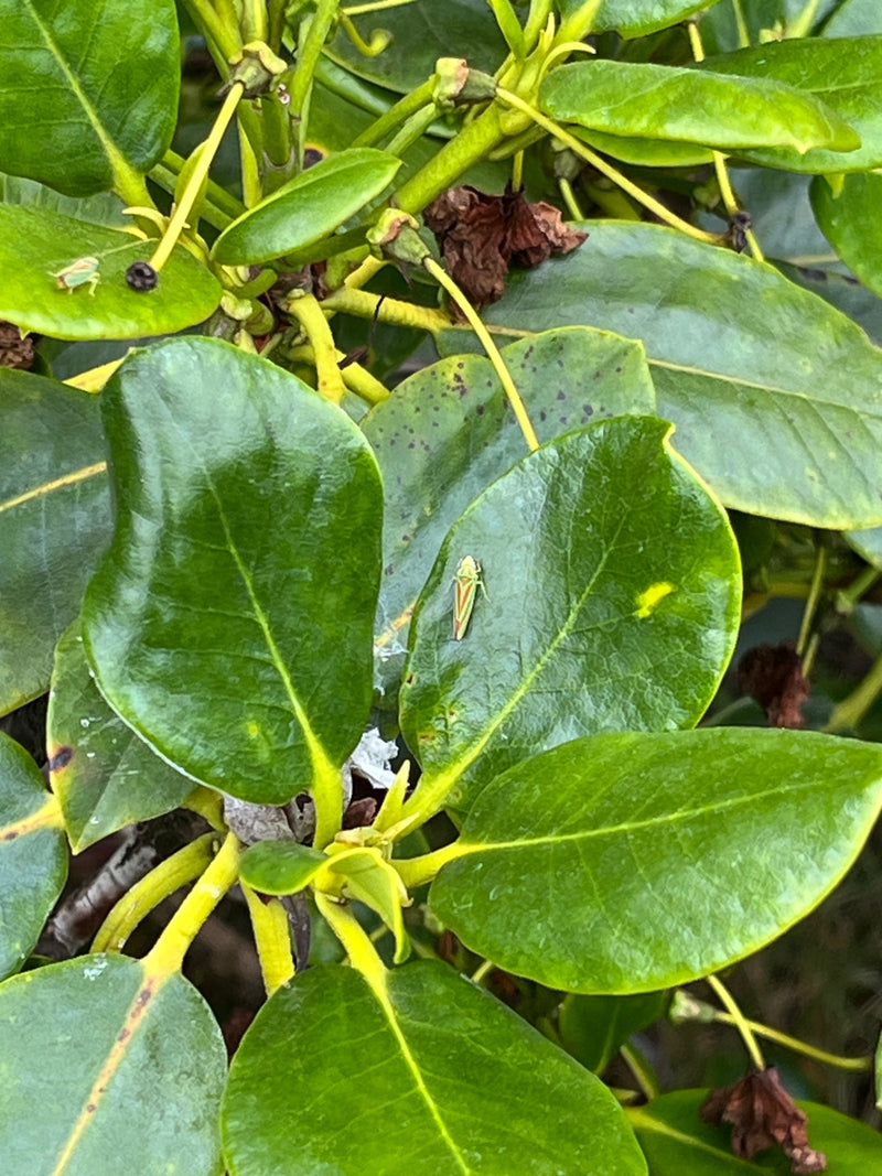 Rhododendron-Zikade — Bild 1 von 5