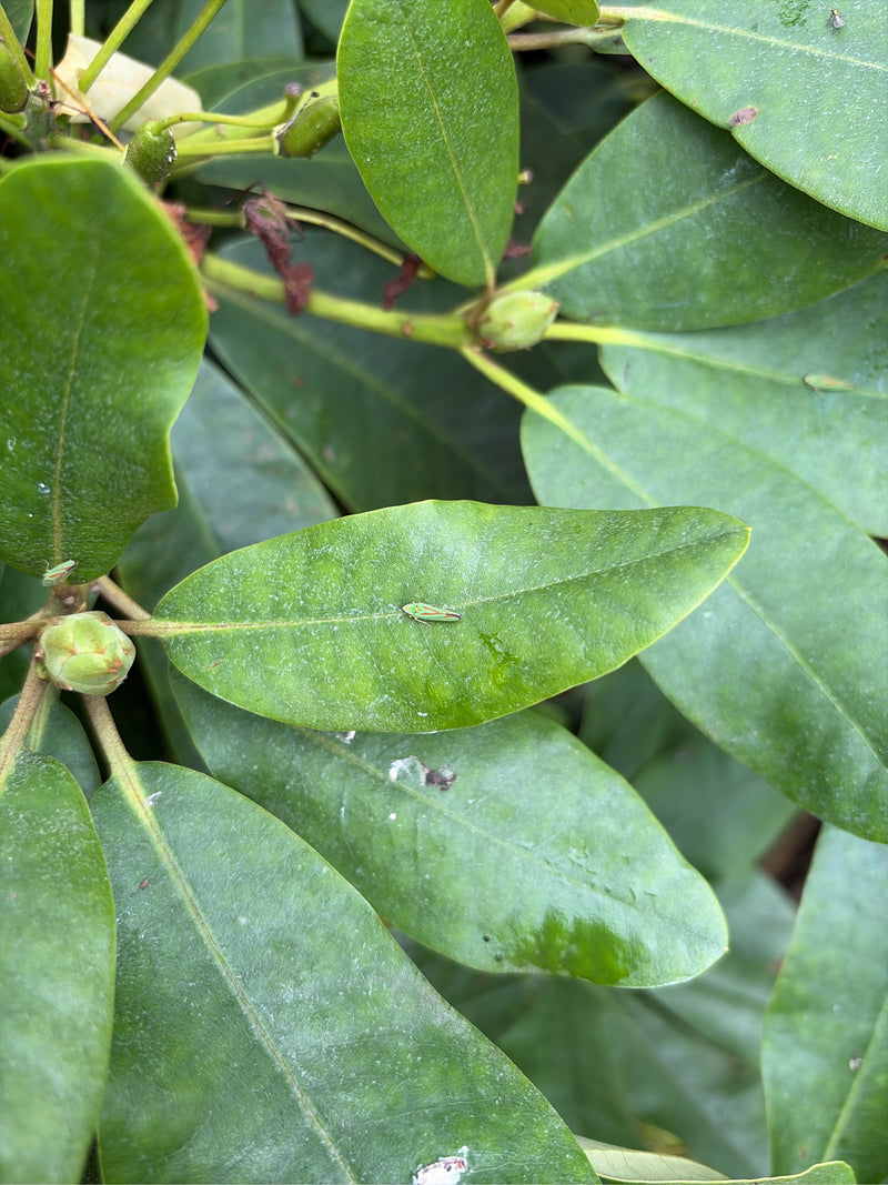 Rhododendron-Zikade — Bild 2 von 5