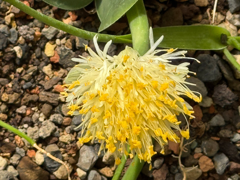 Eine geöffnete Blüte der Weißrandigen Blutblume (Haemanthus albiflos) mit zahlreichen gelben Staubgefäßen über kiesigem Untergrund.