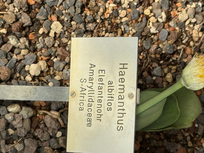 Zu sehen ist ein Elefantenohr (Haemanthus albiflos) mit weißlicher Blüte und fleischigen Blättern neben einem botanischen Hinweisschild auf steinigem Substrat.