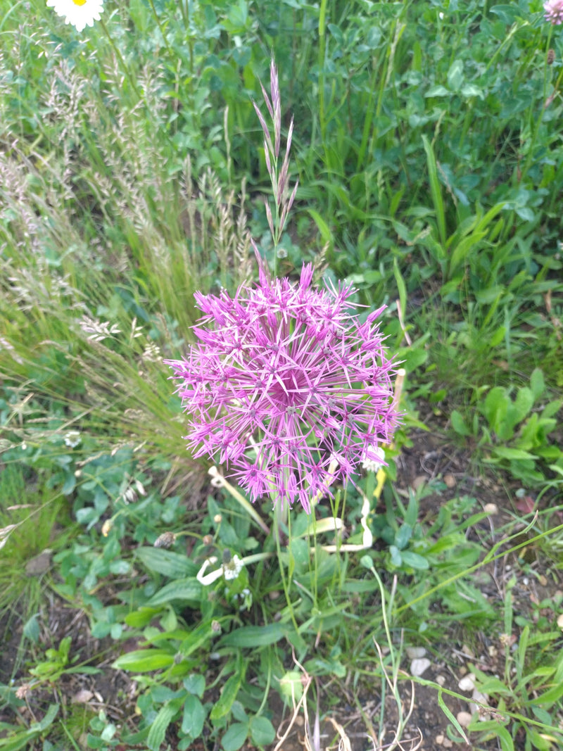 Zu sehen ist die kugelförmige, violette Blütenstand des Zierlauchs, umgeben von Wiesenvegetation. Die Aufnahme erfolgt von oben auf die geöffnete Blüte.