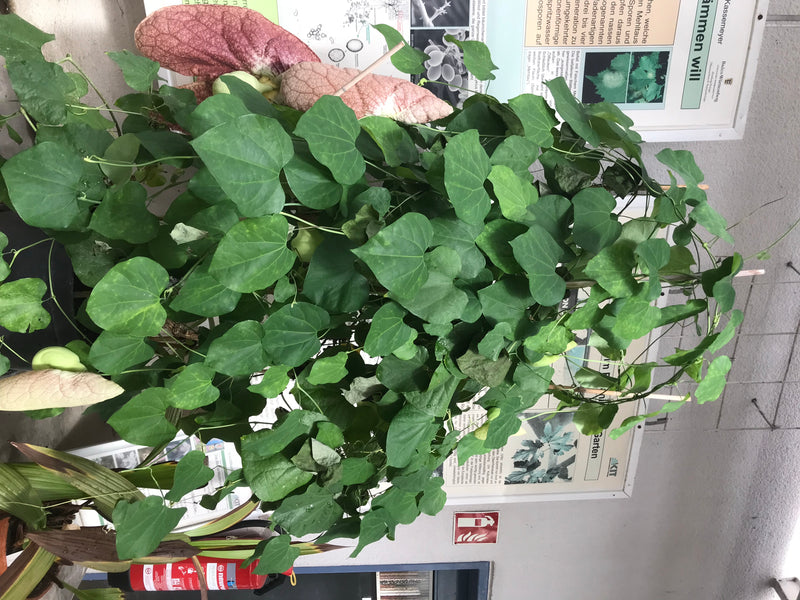 Riesen-Osterluzei — Bild 5 von 14