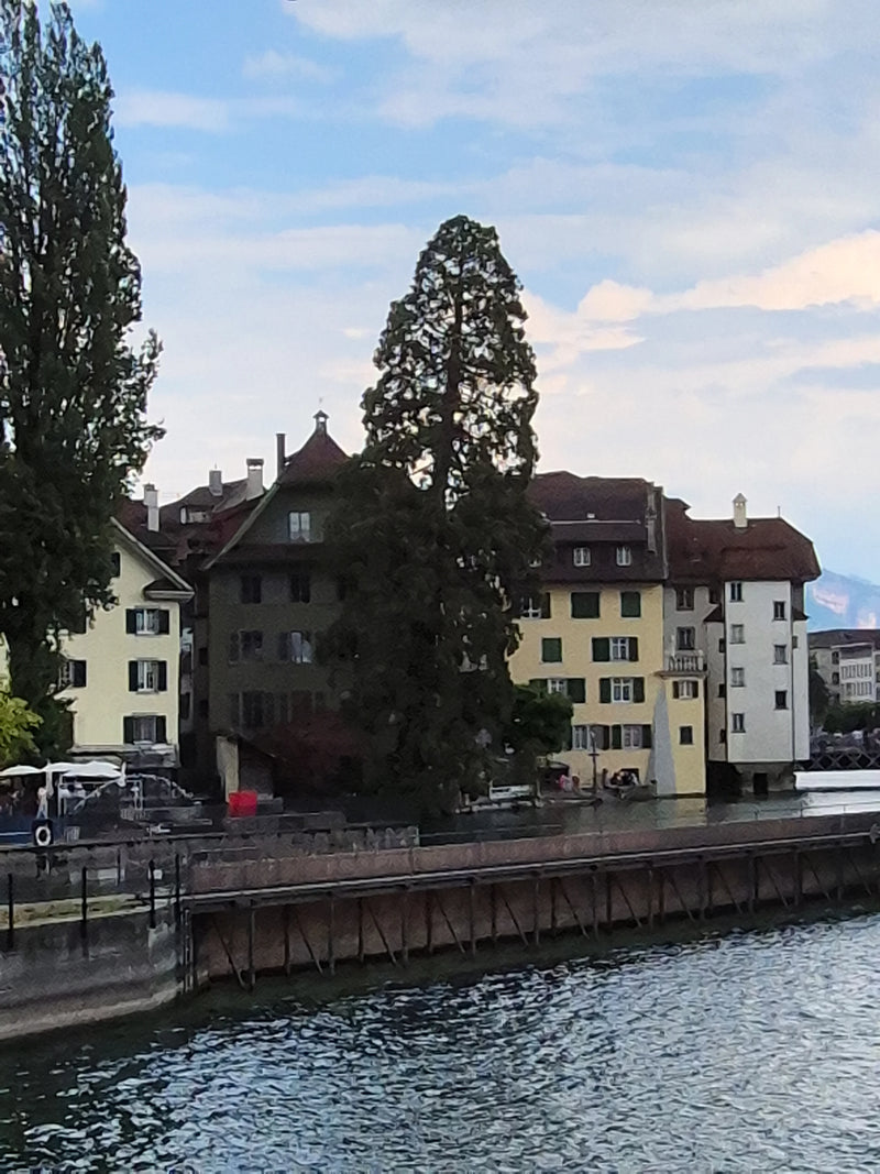 Riesenmammutbaum — Bild 5