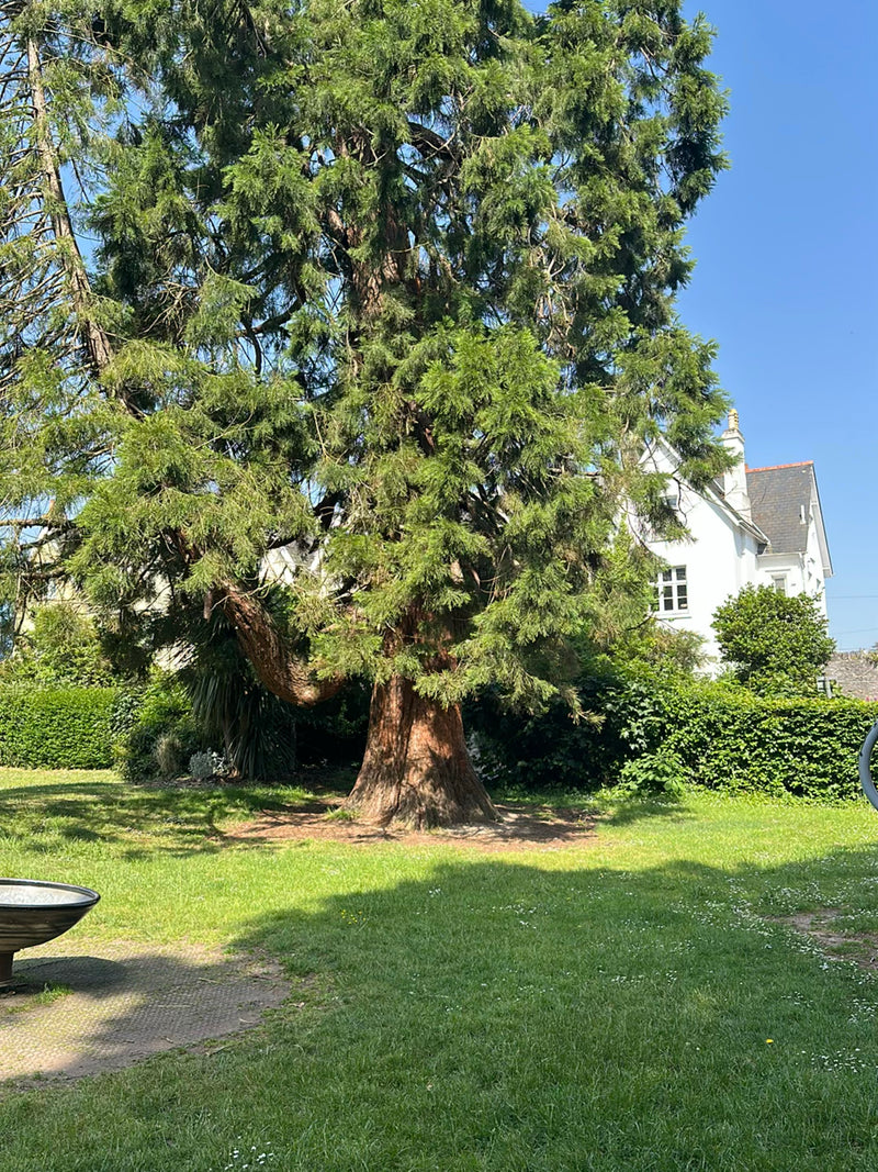 Riesenmammutbaum — Bild 3