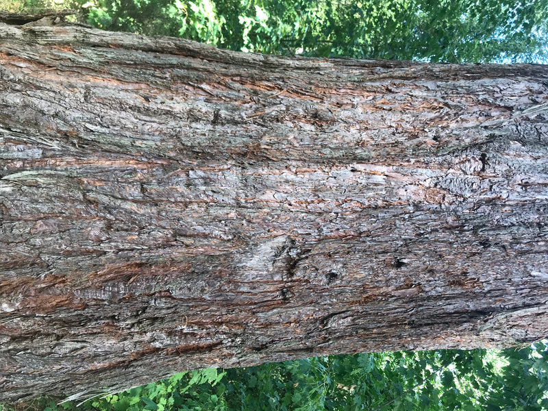 Riesenmammutbaum — Bild 4