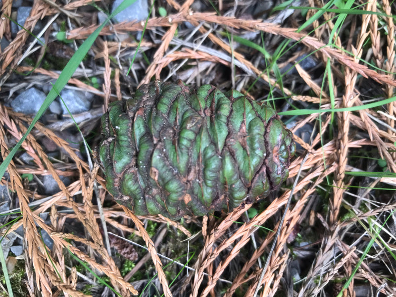 Riesenmammutbaum — Bild 2