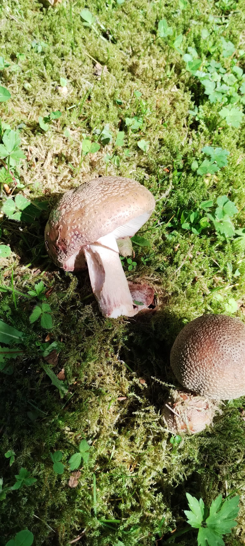 Riesenträuschling — Bild 2