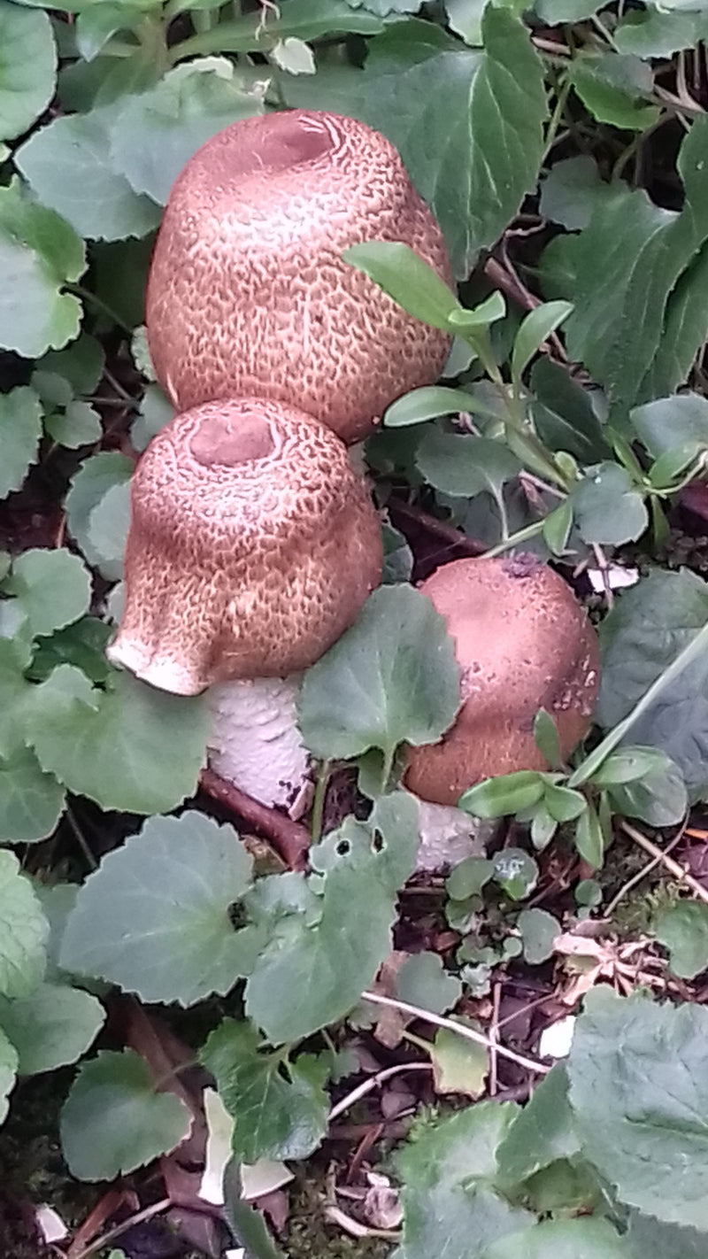 Riesenträuschling — Bild 3