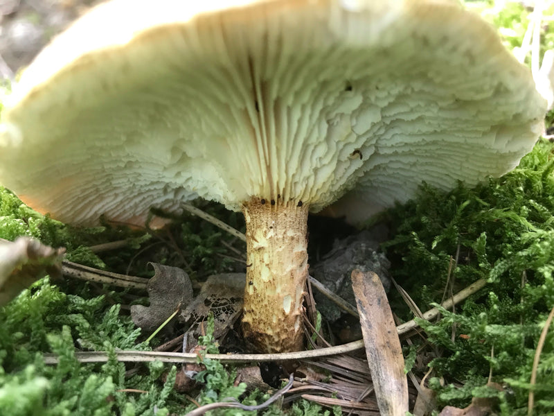 Riesenträuschling — Bild 5