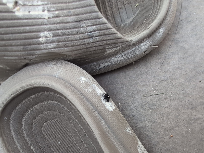 Eine Rinden-Springspinne sitzt auf einer hellen Sandale. Das kleine Tier ist aus der Distanz zu sehen.