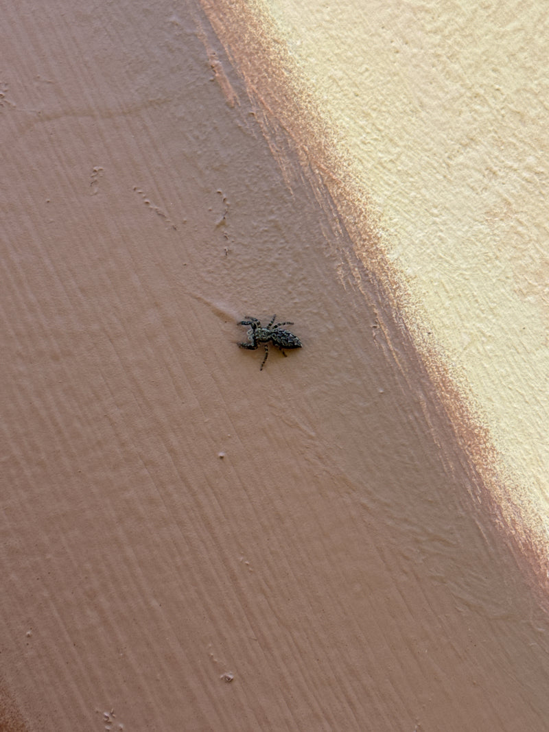 Eine Rinden-Springspinne sitzt auf einer strukturierten, mehrfarbig gestrichenen Wand. Die Perspektive von oben zeigt das Tier in ruhiger Haltung.