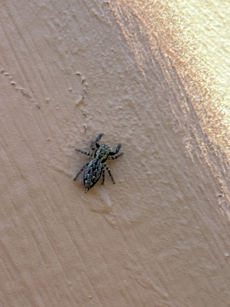 Eine Rinden-Springspinne sitzt auf einer strukturierten Oberfläche. Das Tier ist in einer Aufsicht gut zu erkennen.