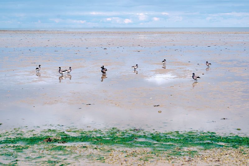 Die Ringelgans ist eine kleine, dunkel gefärbte Meeresgans, die im Wattenmeer rastet und überwintert. Sie ernährt sich hauptsächlich von Seegras und Algen au...