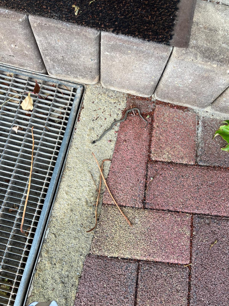 Eine junge Ringelnatter liegt auf gepflastertem Boden nahe einer Stufe.