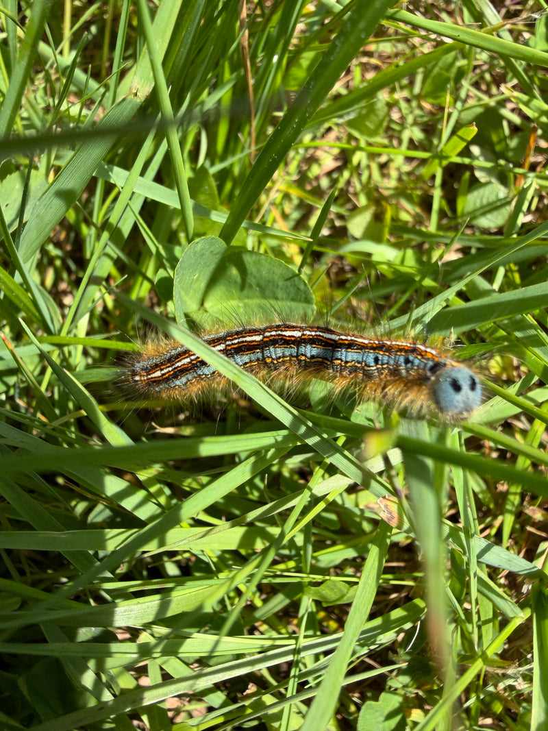 Die Raupe des Ringelspinners ist durch ihre auffällige Färbung mit blauen, orangen und weißen Längsstreifen sowie den bläulichen Kopf gut erkennbar. Sie lebt...