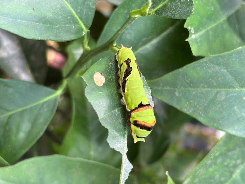 Ritterfalter (Gattung Papilio) — Bild 1 von 1