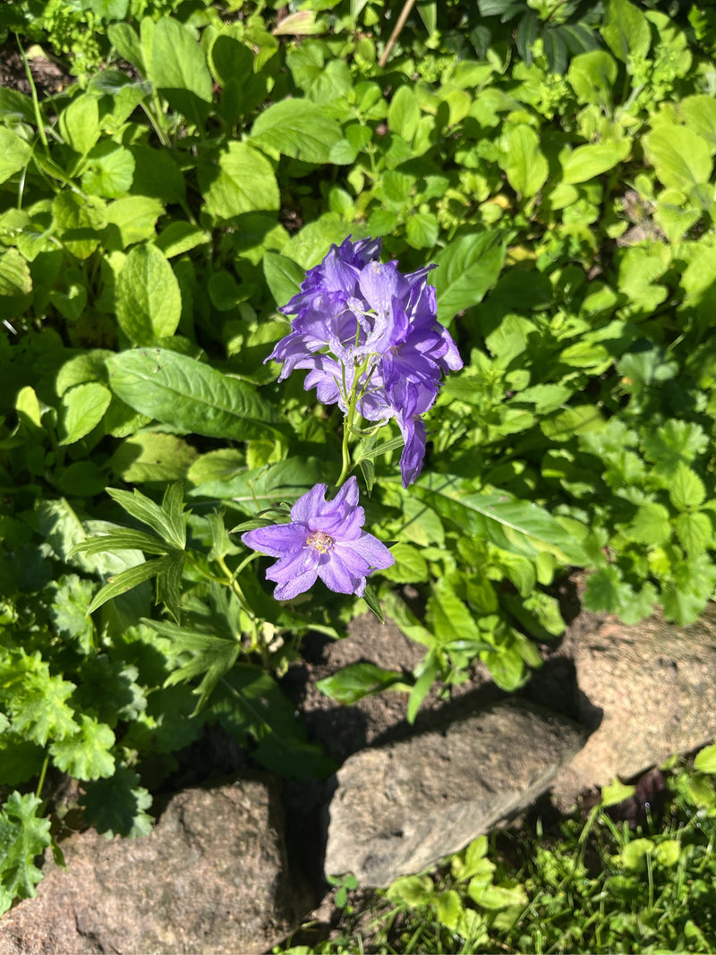 Auf der Aufnahme ist eine blühende Pflanze mit auffälligen violetten Blüten und typisch geteilten Blättern zu sehen. Es handelt sich um Rittersporne (Delphin...
