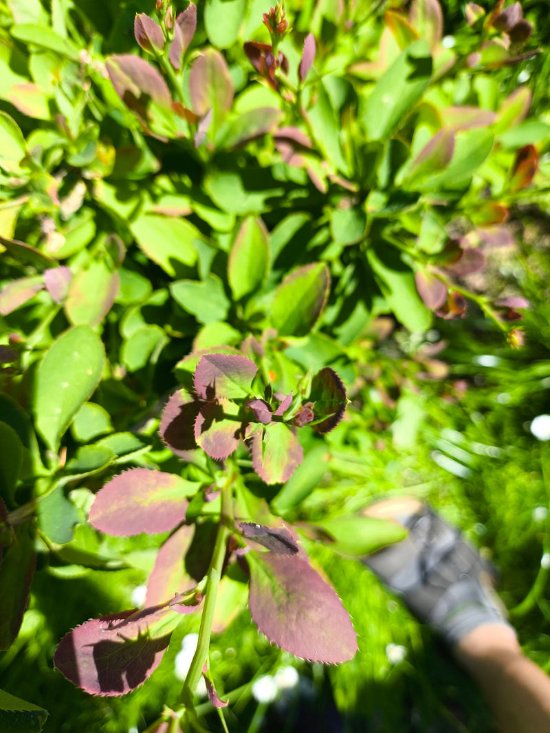 Gartenrose — Bild 2