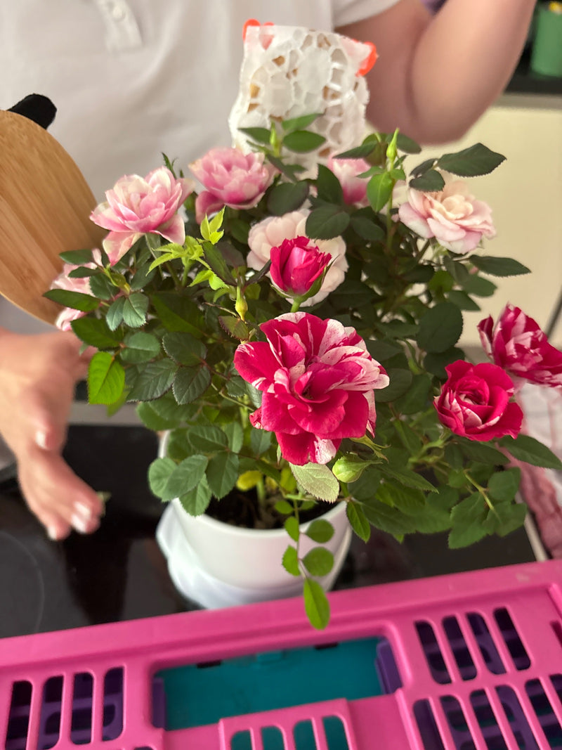 Gartenrose — Bild 5