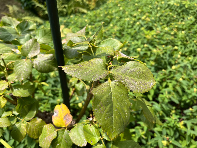 Gartenrose — Bild 3