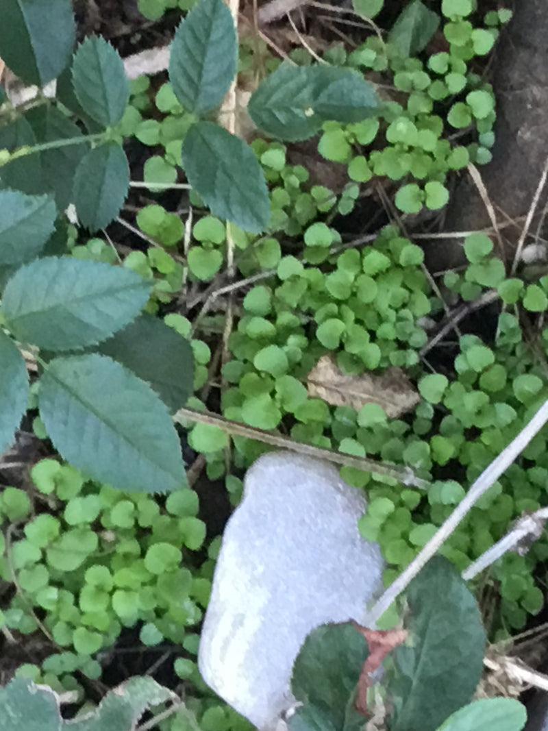 Gartenrose — Bild 4