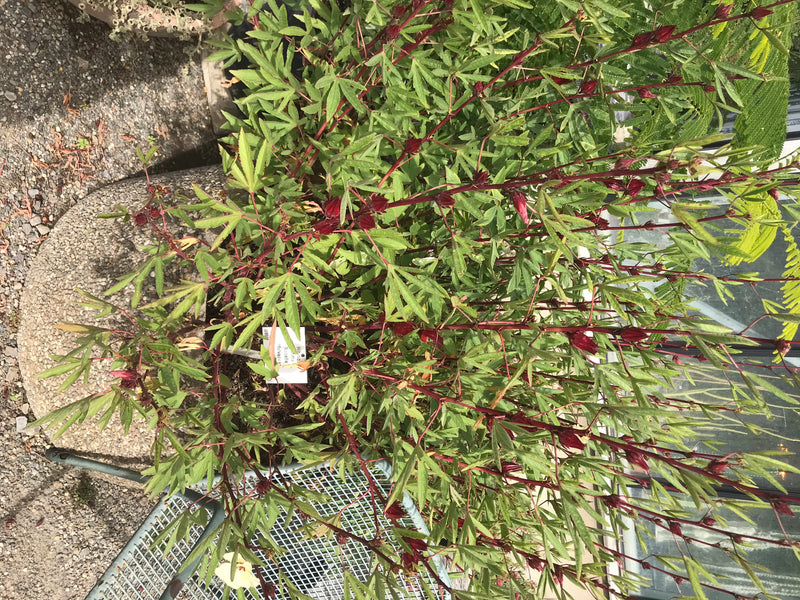 Roselle — Bild 1 von 3